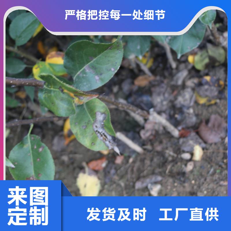 苹果苹果苗多种优势放心选择