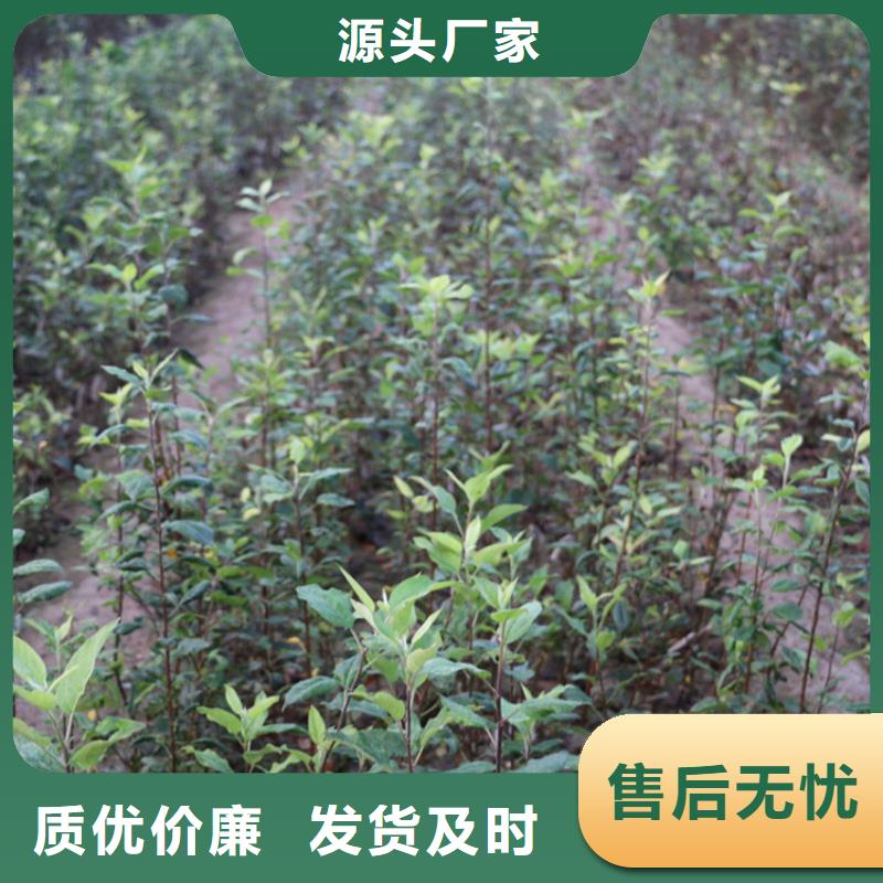 苹果-板栗苗不只是质量好