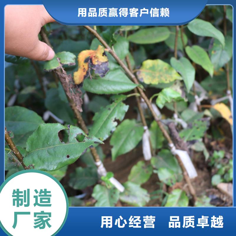 苹果_石榴苗老品牌厂家