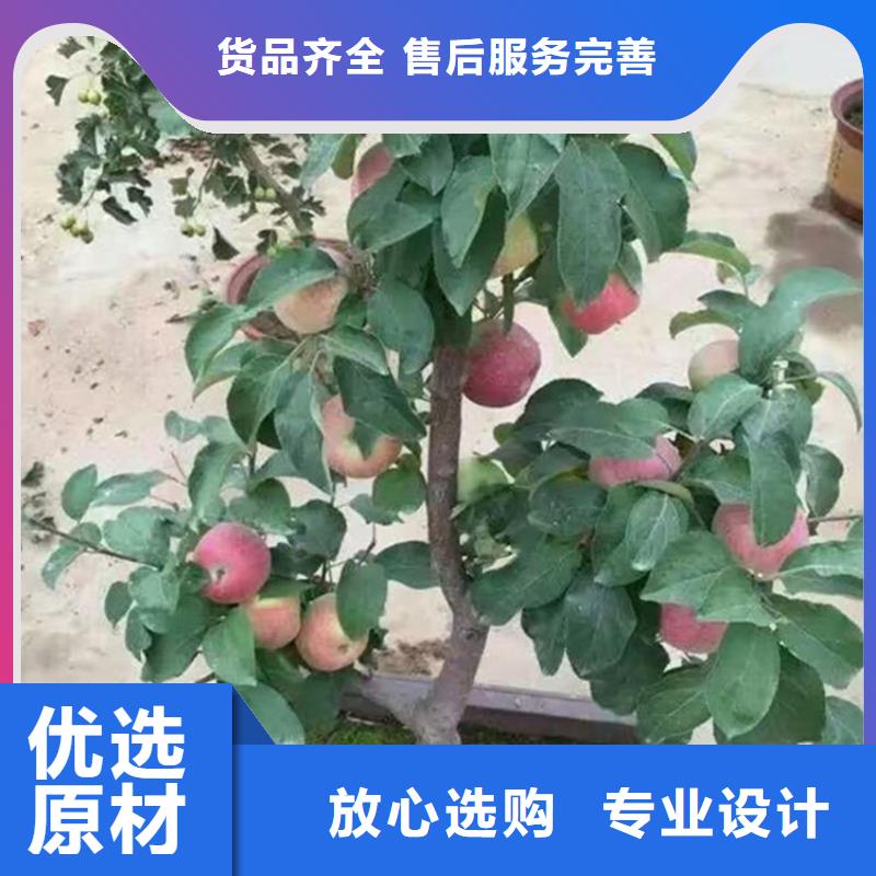 苹果樱桃苗品质保障售后无忧