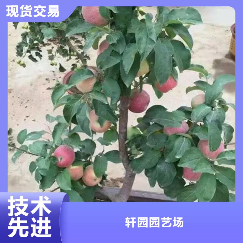 【苹果】草莓苗物美价优