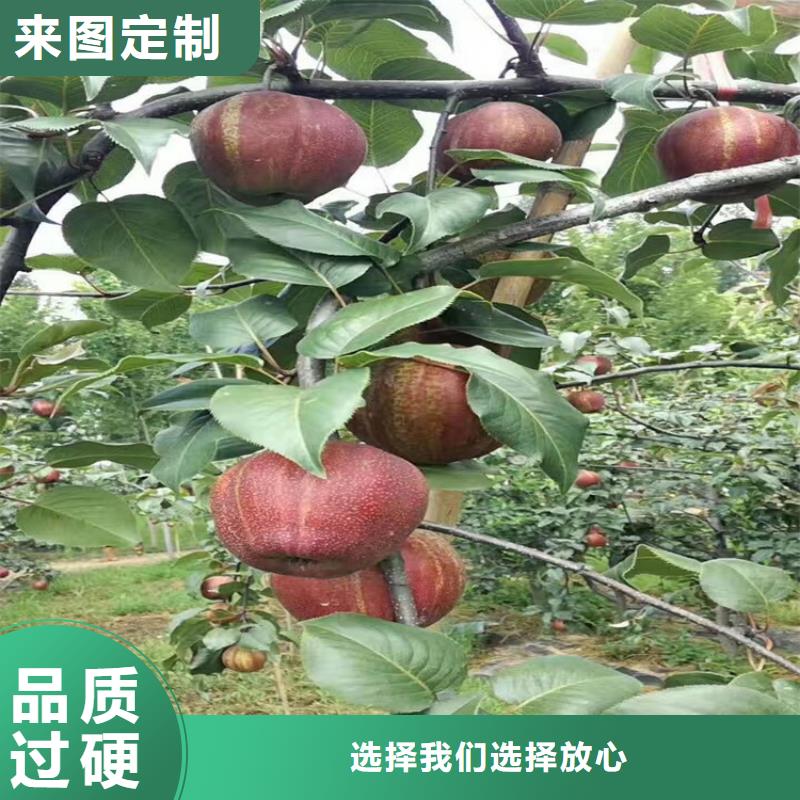 【梨树】蓝莓苗源厂供货