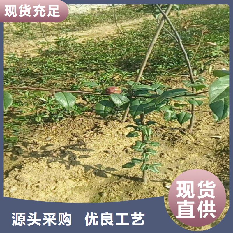 【梨树玛瑙红石榴苗助您降低采购成本】