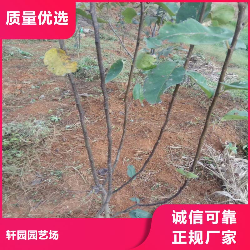 梨树,苹果苗批发供应