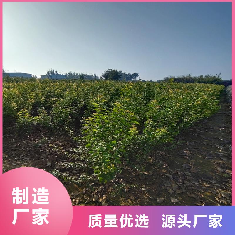 梨树【苹果苗】工期短发货快