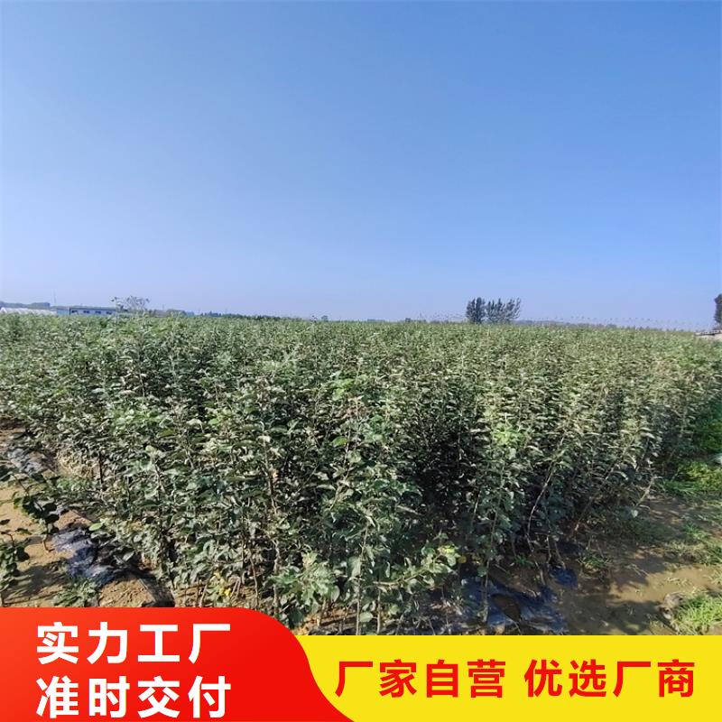 梨树石榴苗随心所欲定制