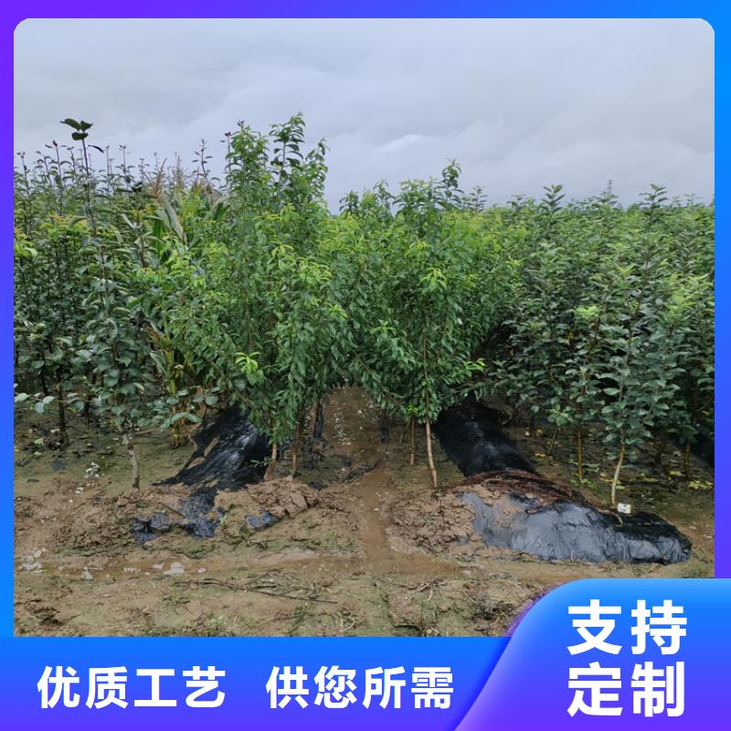 梨树嘎啦苹果现货供应