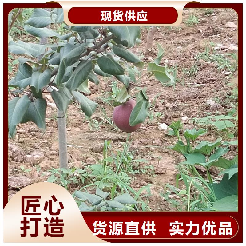 梨树苹果苗用心经营