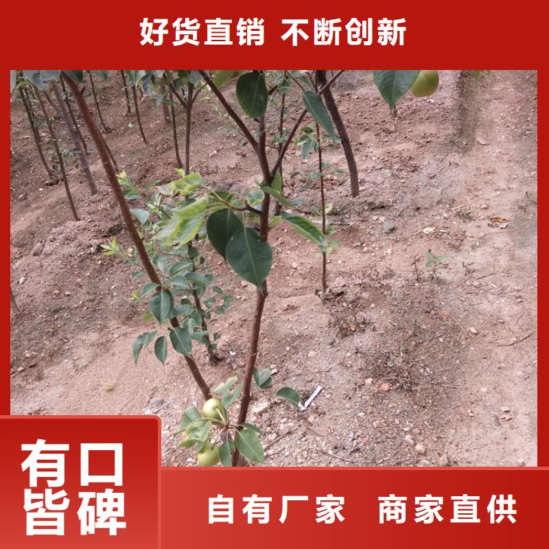 梨树,苹果苗批发供应