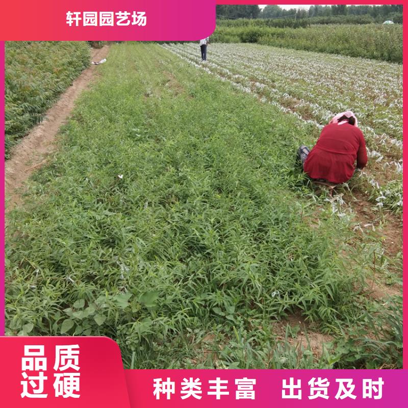 梨树,苹果苗批发供应