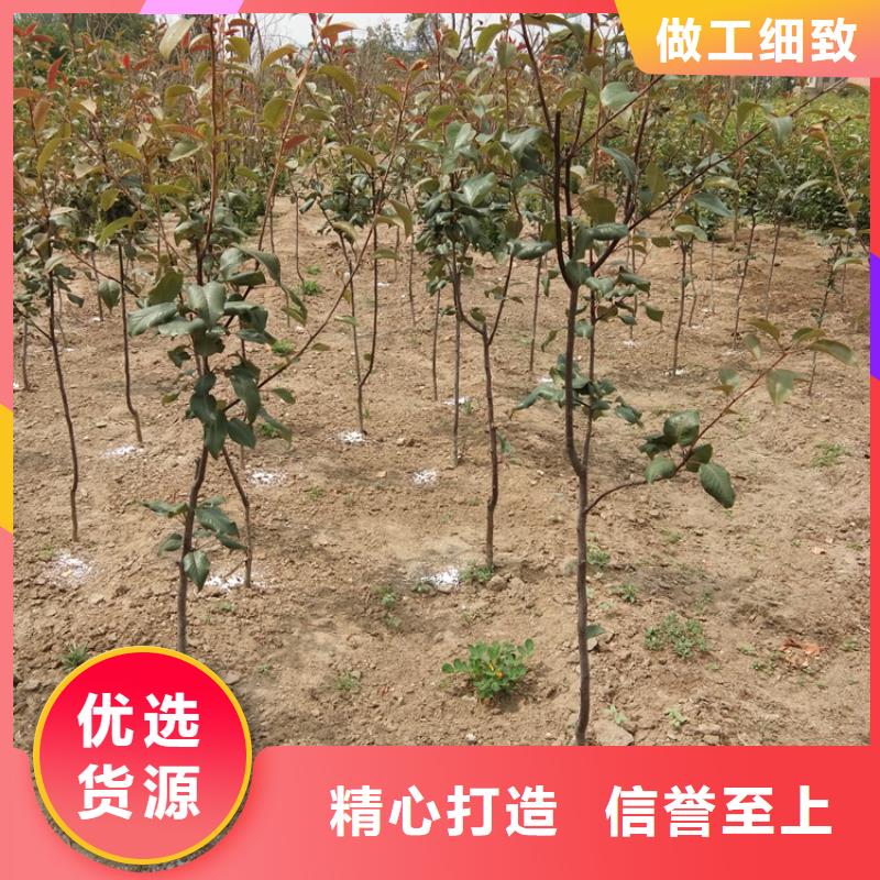 梨树,苹果苗应用领域