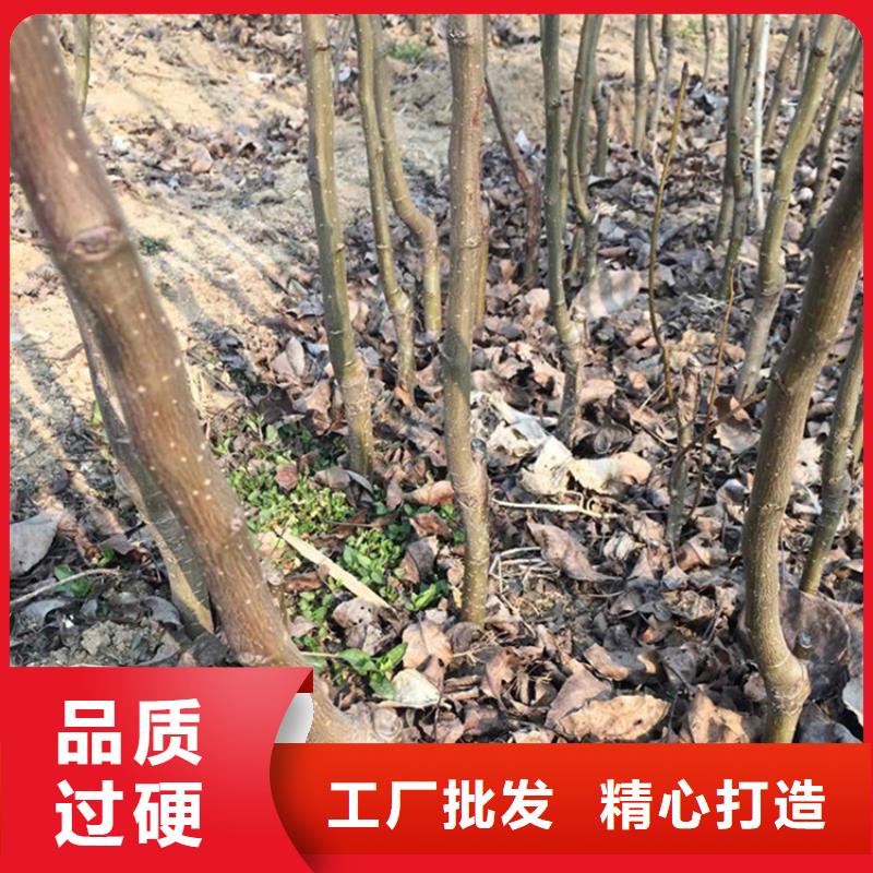 梨树_苹果苗从厂家买售后有保障