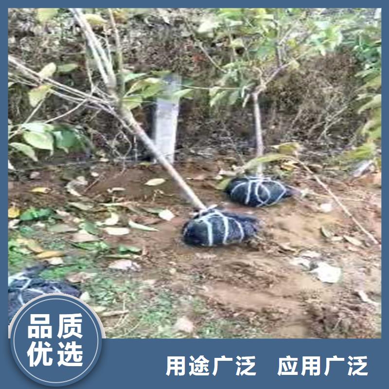 梨树,苹果苗应用领域