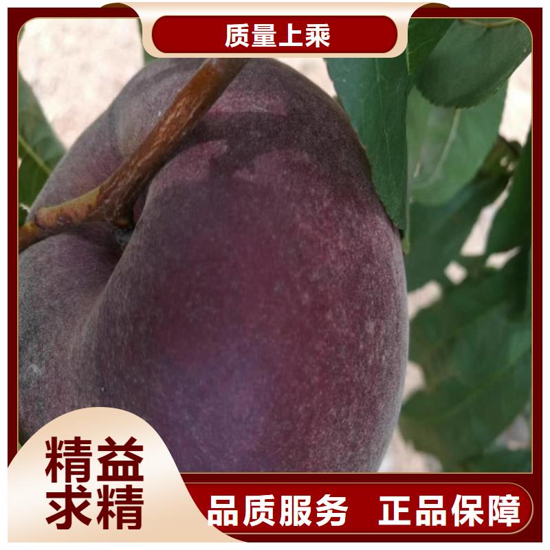 桃红颜草莓质量无忧