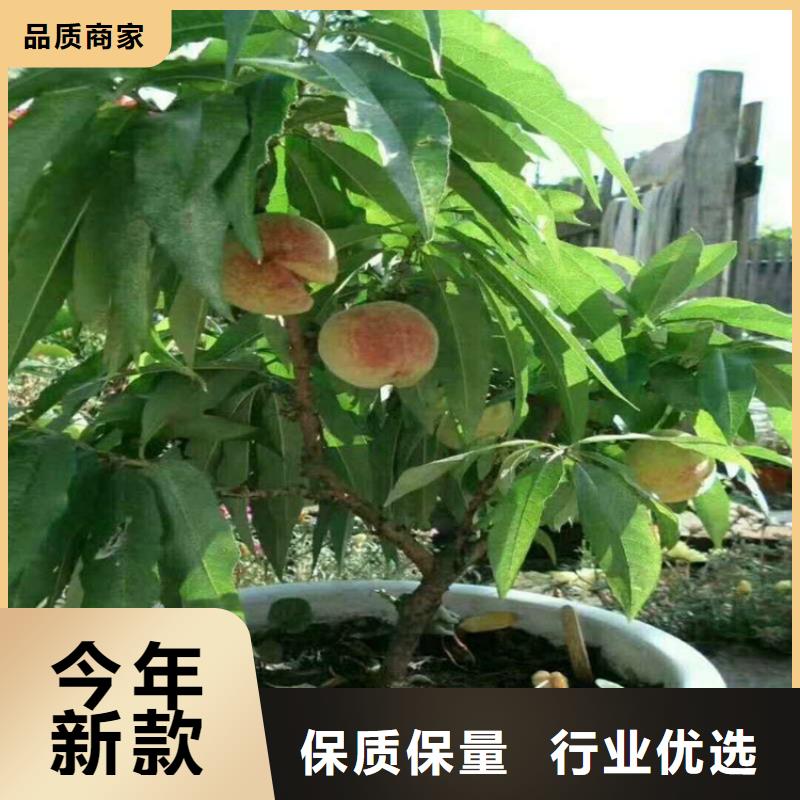 桃红颜草莓质量无忧