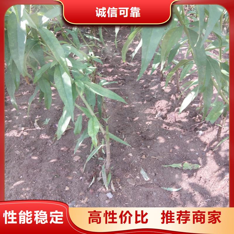 【桃苹果苗货源充足】