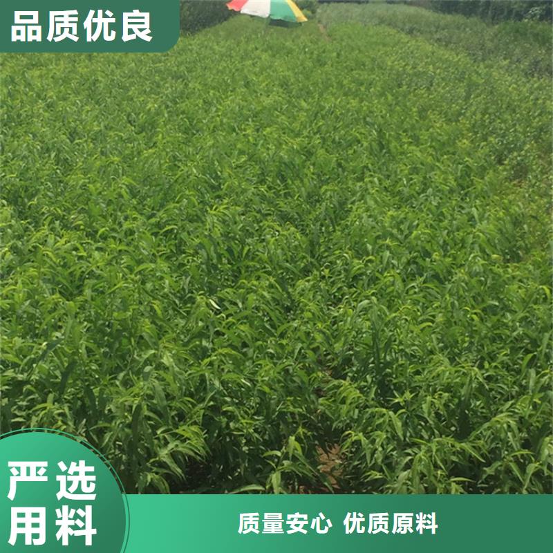 桃-【苹果苗】精选优质材料