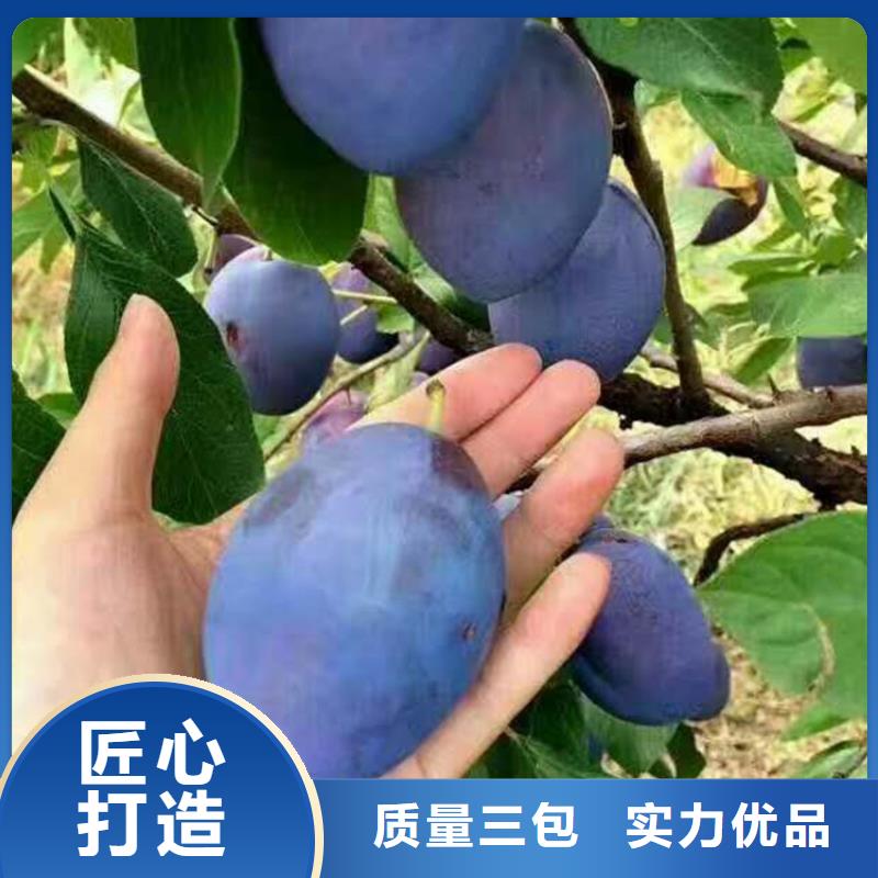 李子_梨树苗当日价格