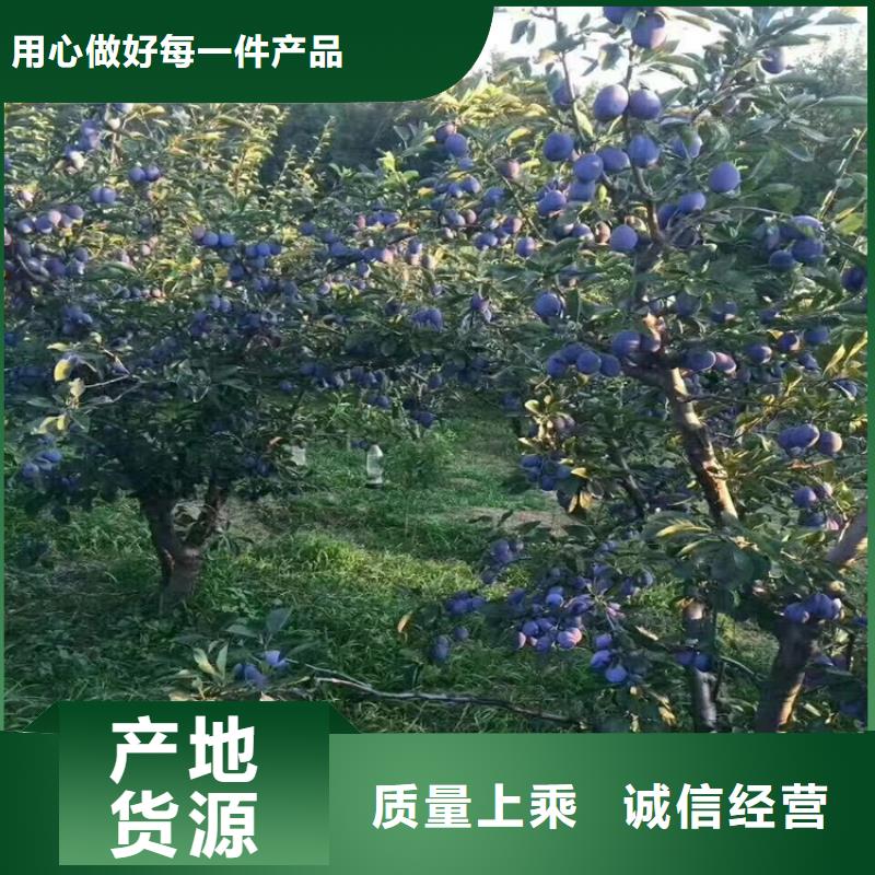 【李子】花椒苗货到付款