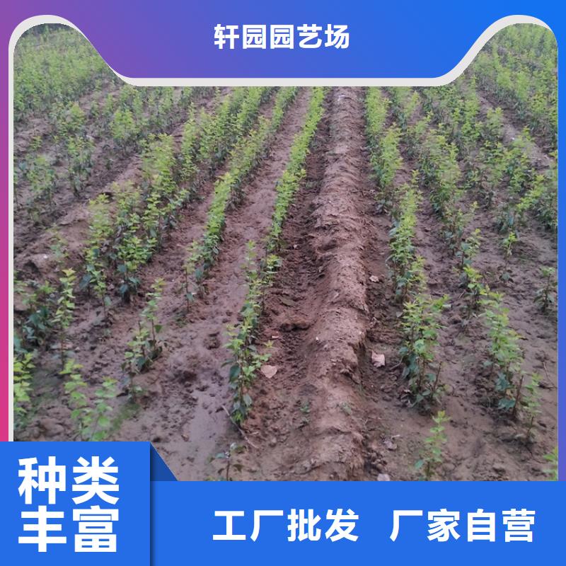 【李子】樱桃苗适用范围广