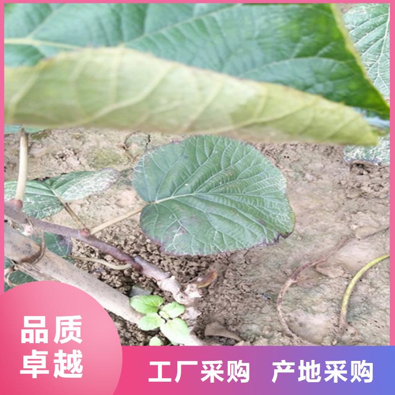 猕猴桃-苹果苗品质优良