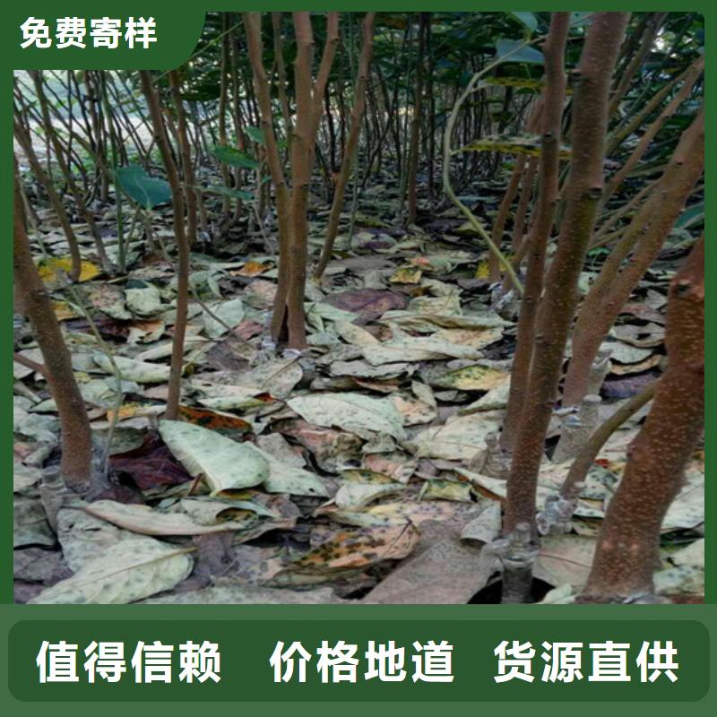 柿子苹果苗快捷物流