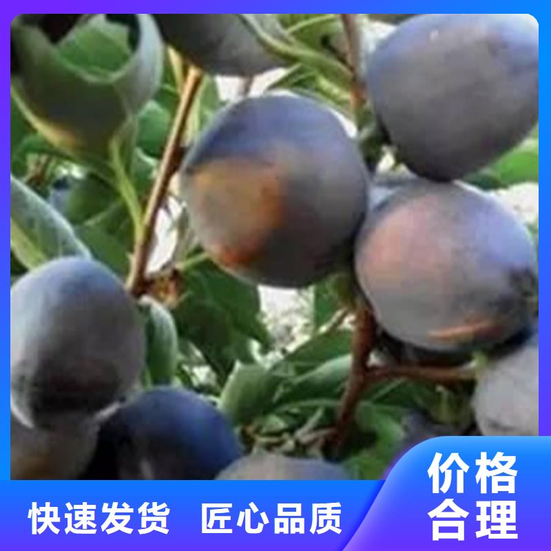 【柿子_苹果苗质优价廉】