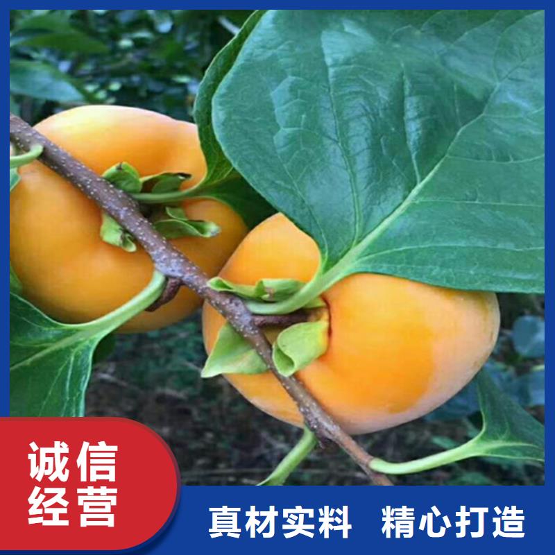 柿子石榴树苗细节决定成败