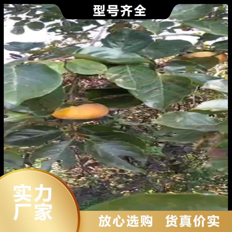 柿子苹果苗长期供应