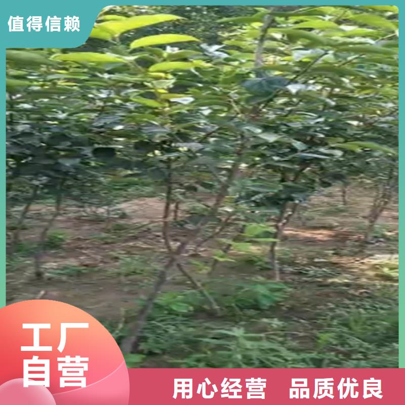 柿子蓝莓苗工厂自营