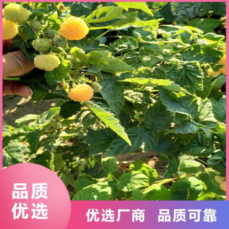 树莓桃树苗量大更优惠