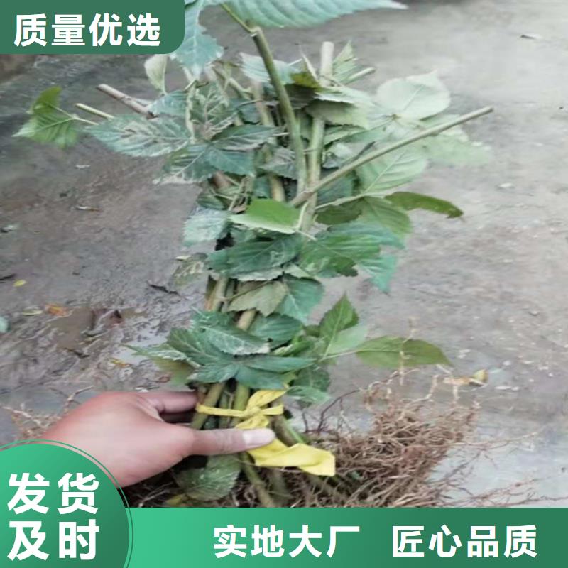 【树莓】石榴树详细参数