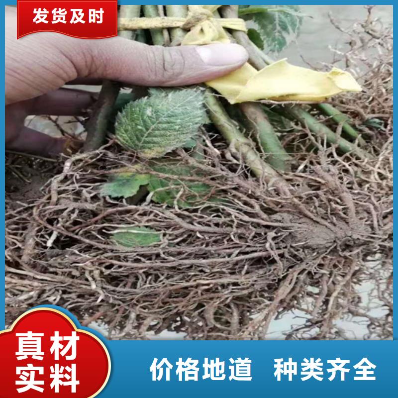 树莓奶油草莓一站式采购商