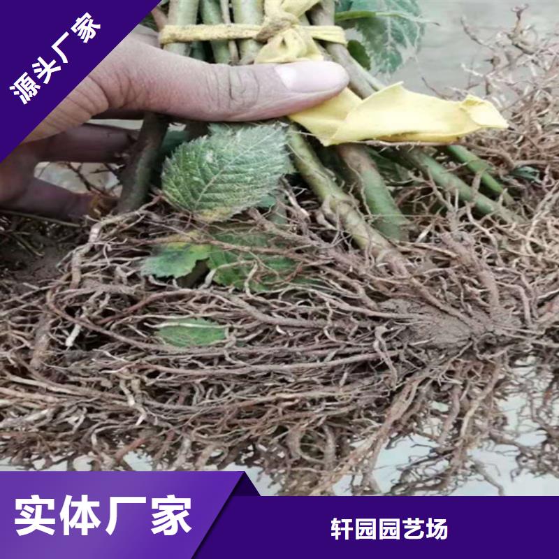 树莓梨树苗工厂直营