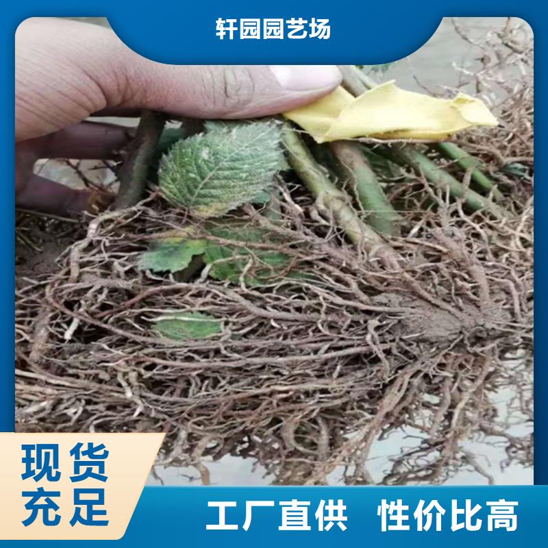 树莓苹果苗随到随提