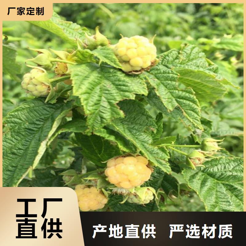 树莓,苹果苗货到付款