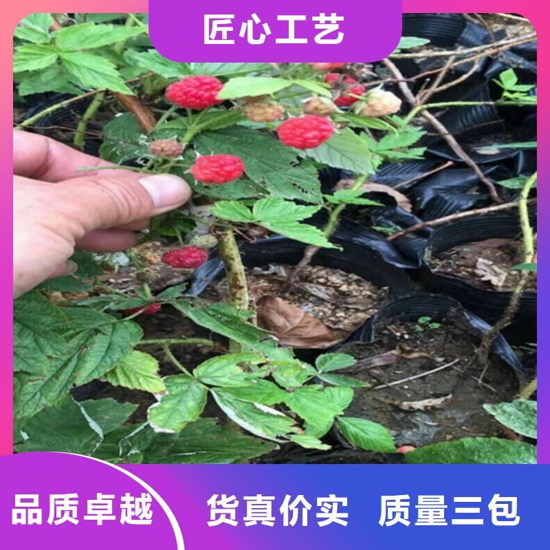 树莓石榴树苗源厂供货