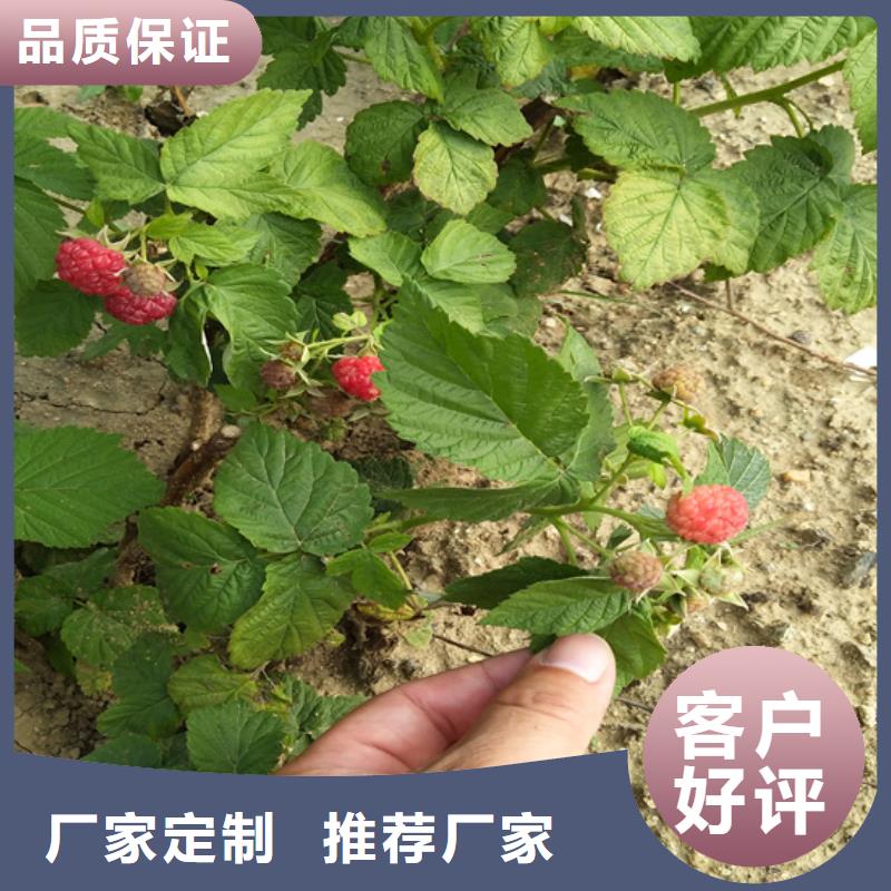 树莓樱桃苗细节决定成败