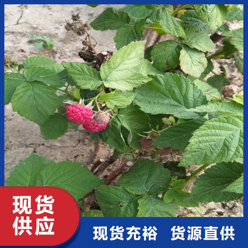 树莓苹果苗源头工厂量大优惠