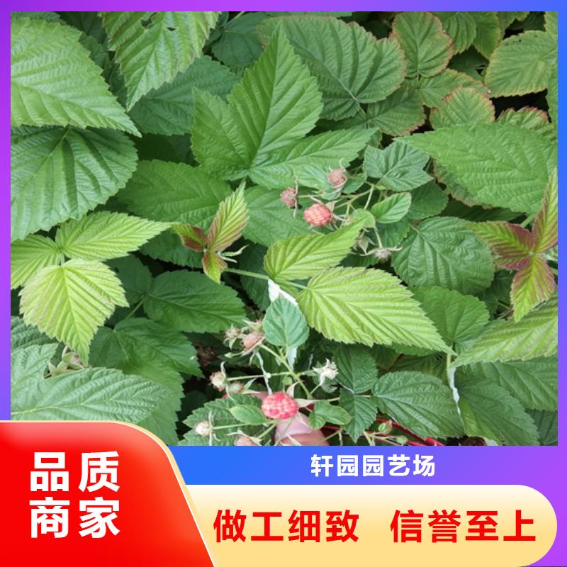 树莓苹果苗随到随提