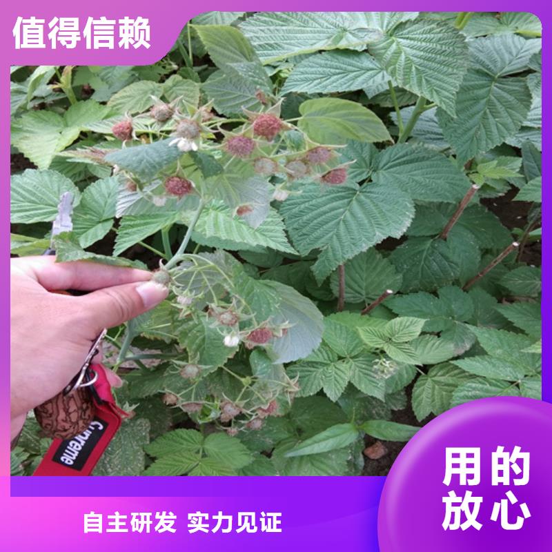 【树莓蓝莓苗买的放心安兴用的舒心】