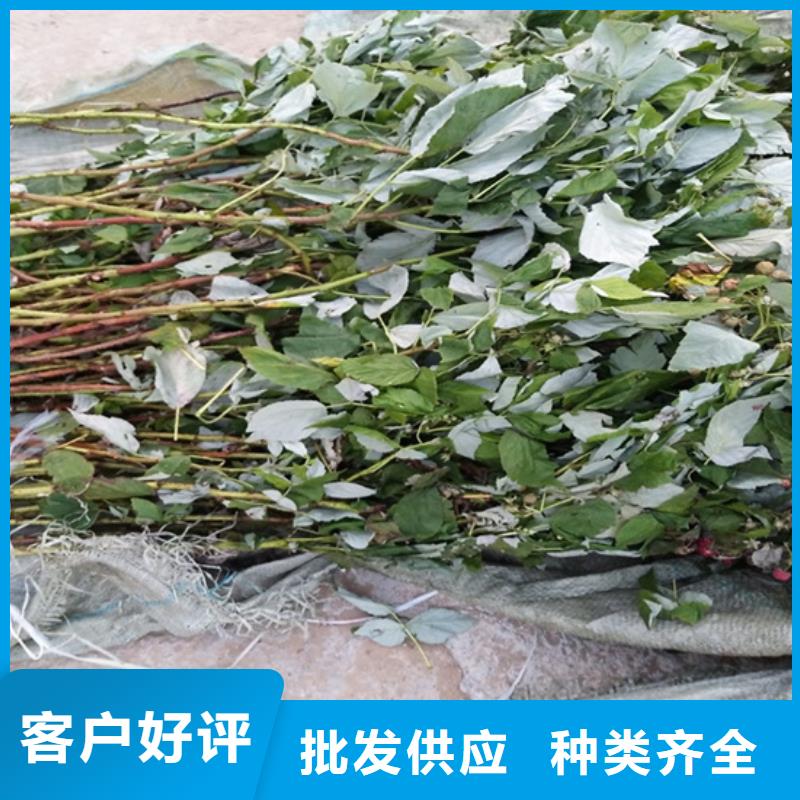 树莓苹果苗源头工厂量大优惠