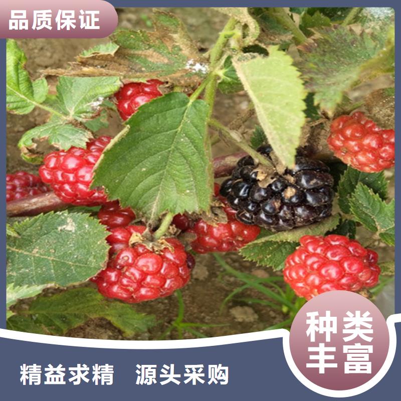 树莓【葡萄苗】供您所需