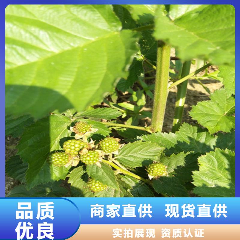 树莓苹果苗实体厂家大量现货