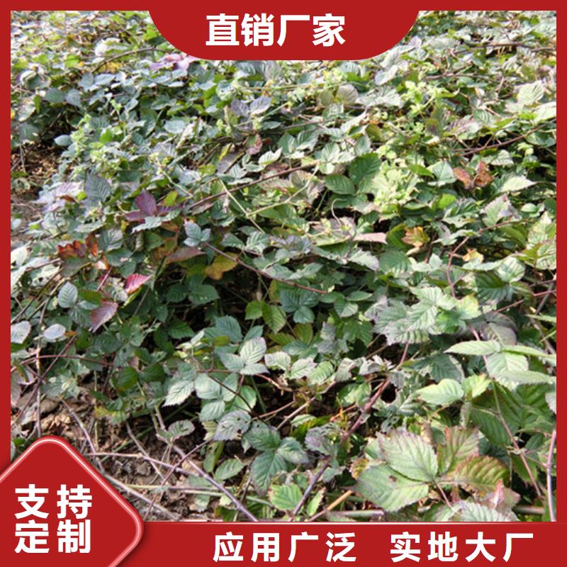 树莓苹果苗实体厂家大量现货