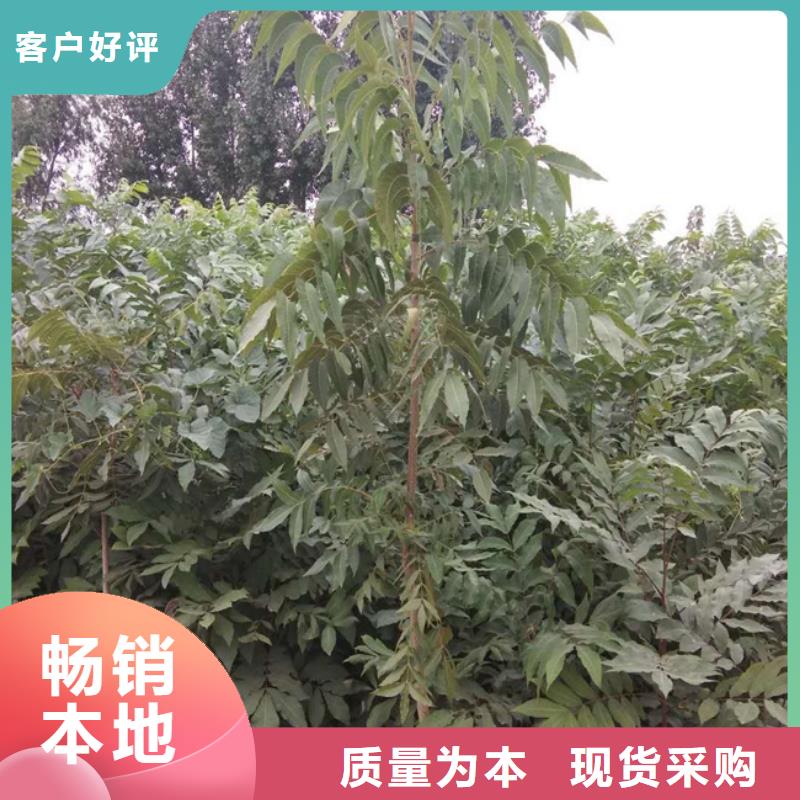 碧根果石榴苗值得买