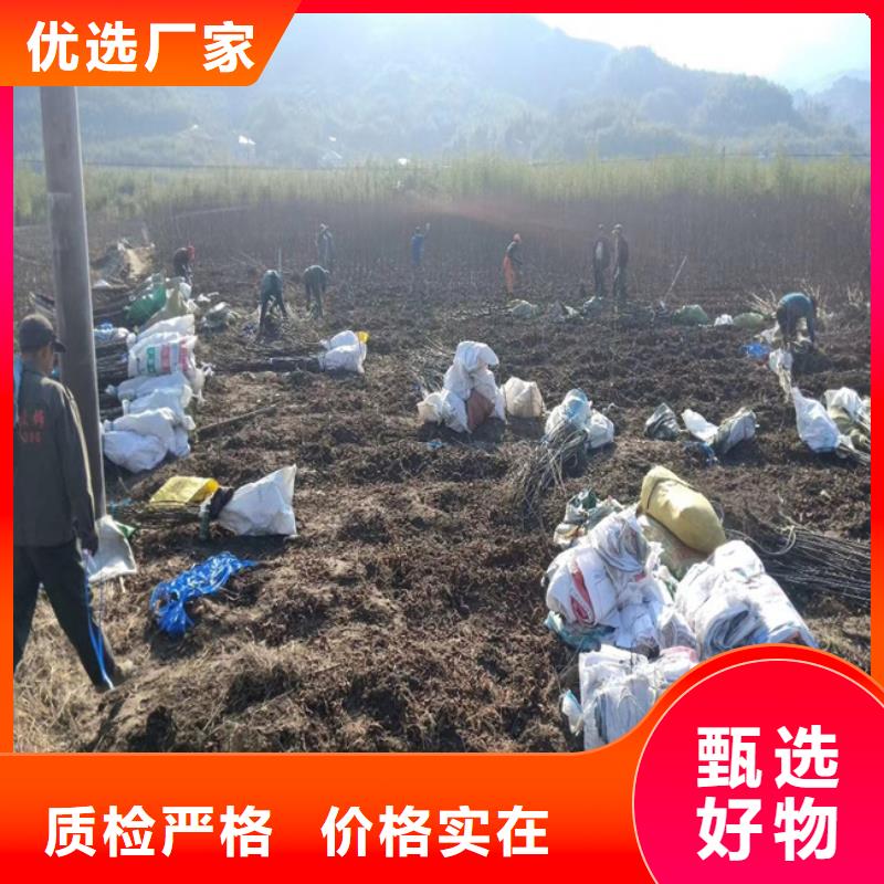 碧根果_桃树苗专业供货品质管控