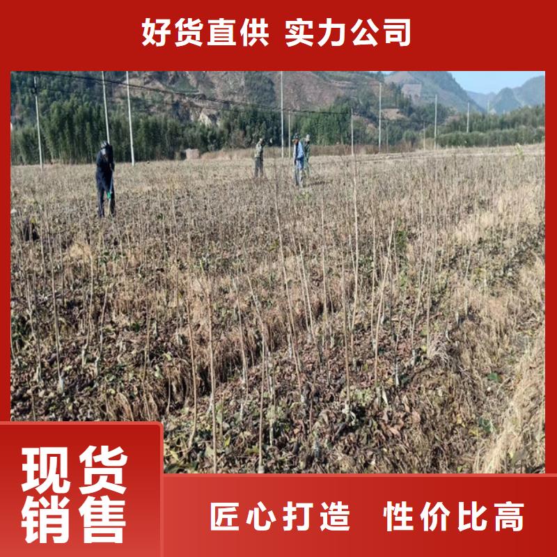 碧根果苹果苗真材实料加工定制