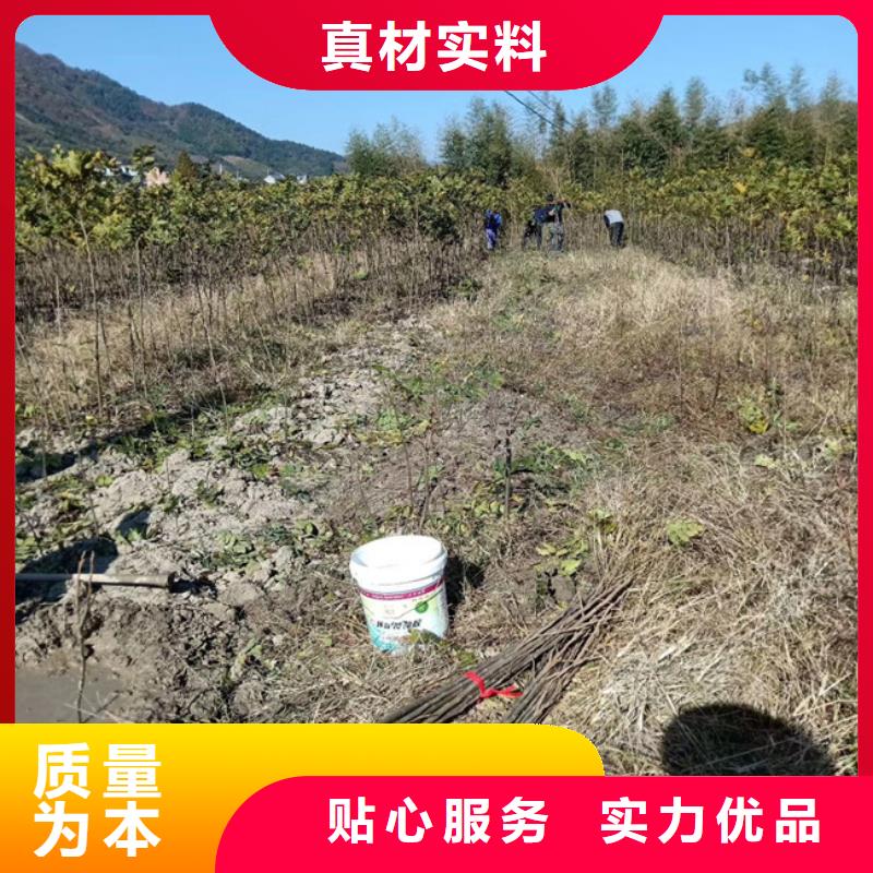 碧根果桃树苗实力厂家