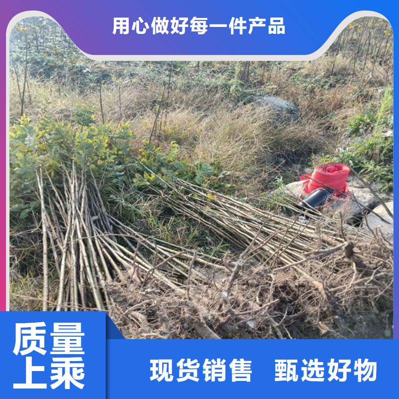 碧根果【桃树苗】免费询价